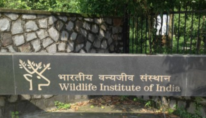 Wildlife Institute of India Hiring: Recruitment 2025 - Apply Now!